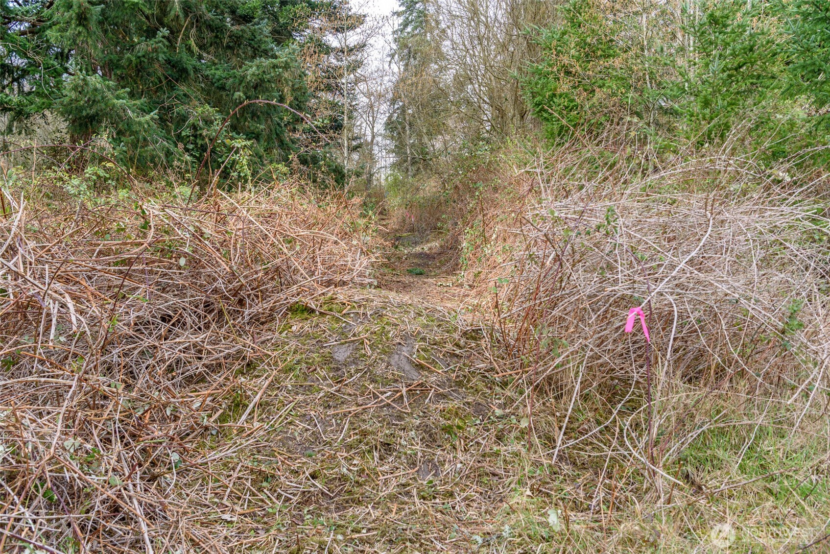 -nhn Polnell Road Oak Harbor, WA 98277 - Photo 11 of 31 a view of a forest