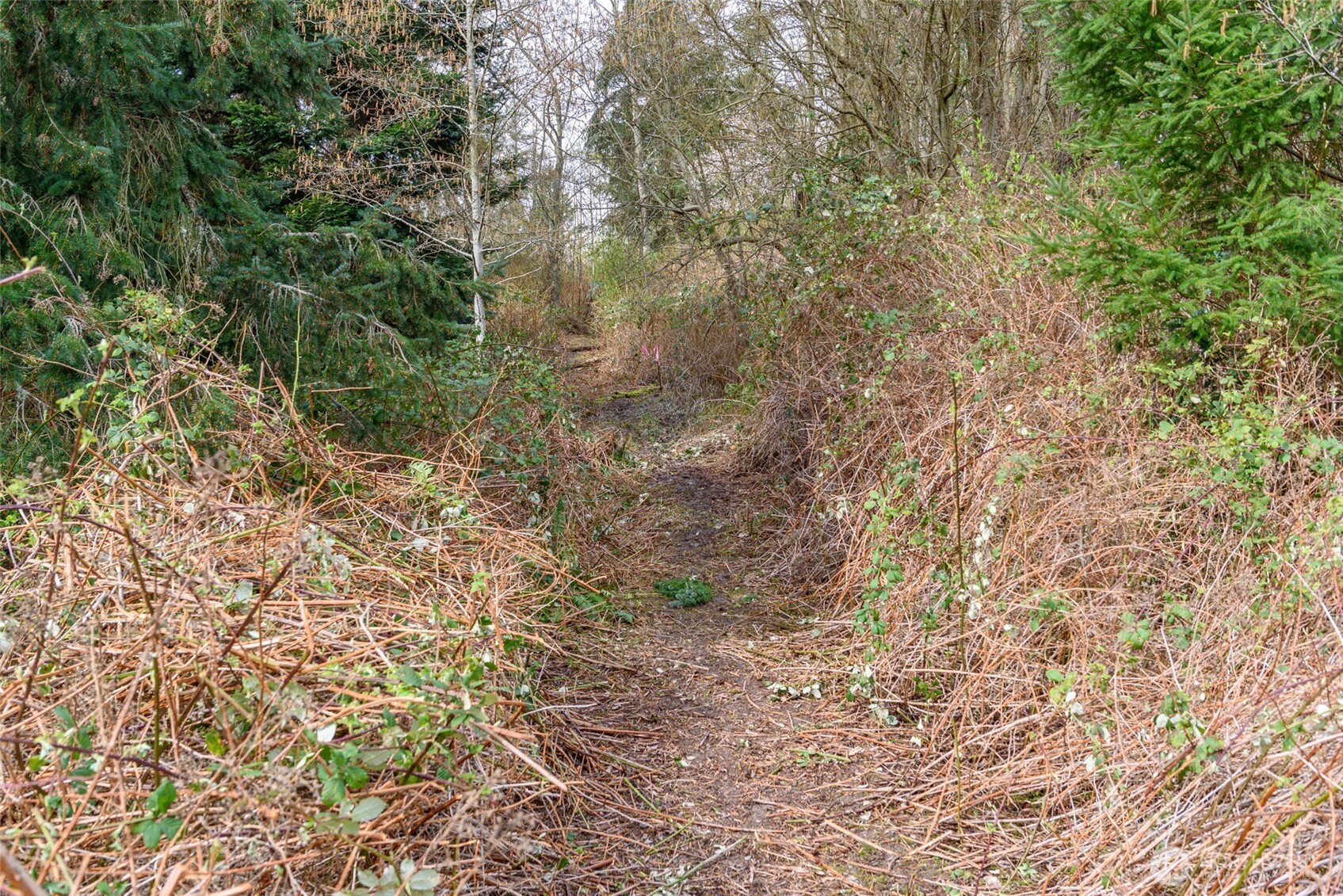 -nhn Polnell Road Oak Harbor, WA 98277 - Photo 12 of 31 a view of a yard with a tree