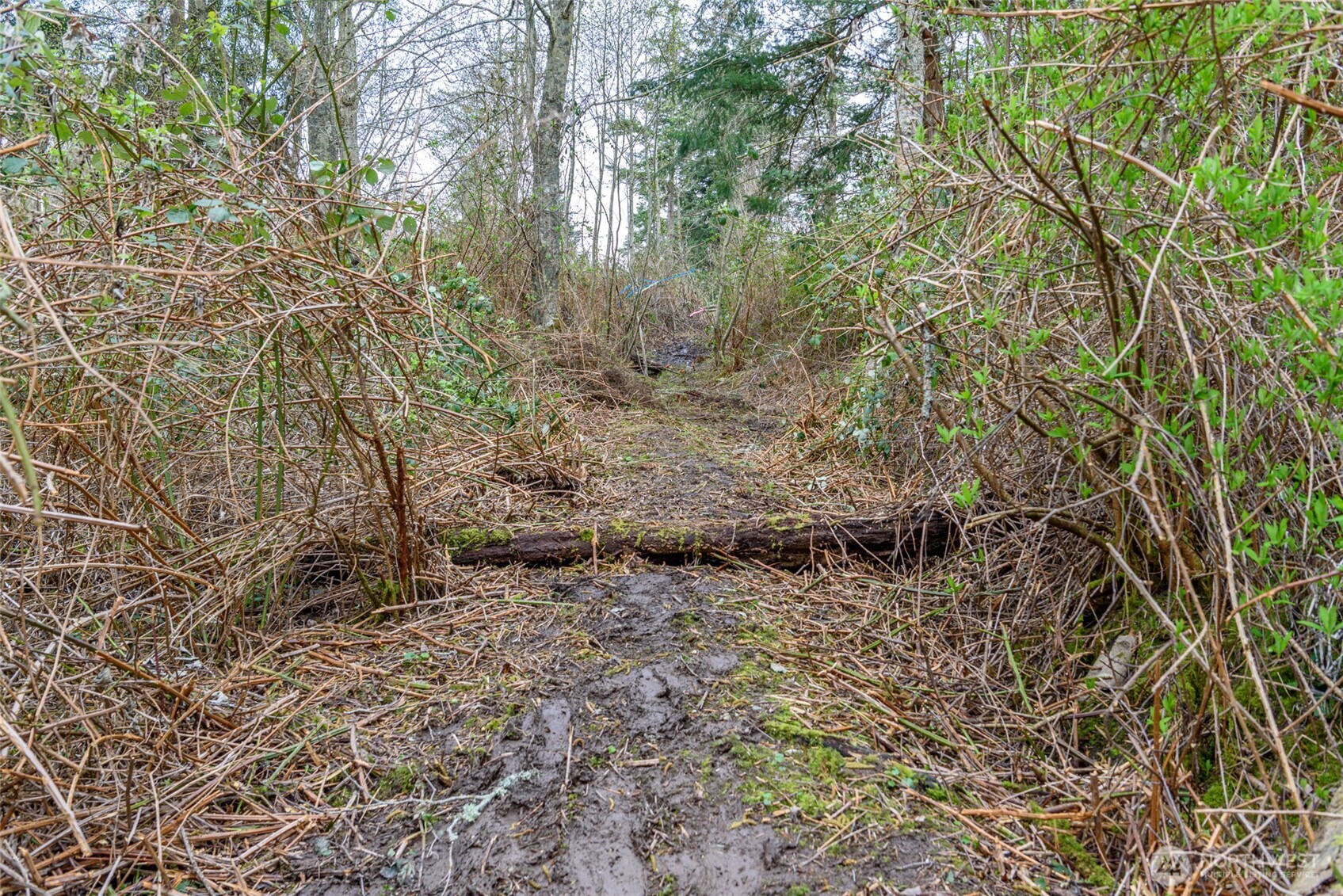-nhn Polnell Road Oak Harbor, WA 98277 - Photo 13 of 31 a view of a yard with plants and trees