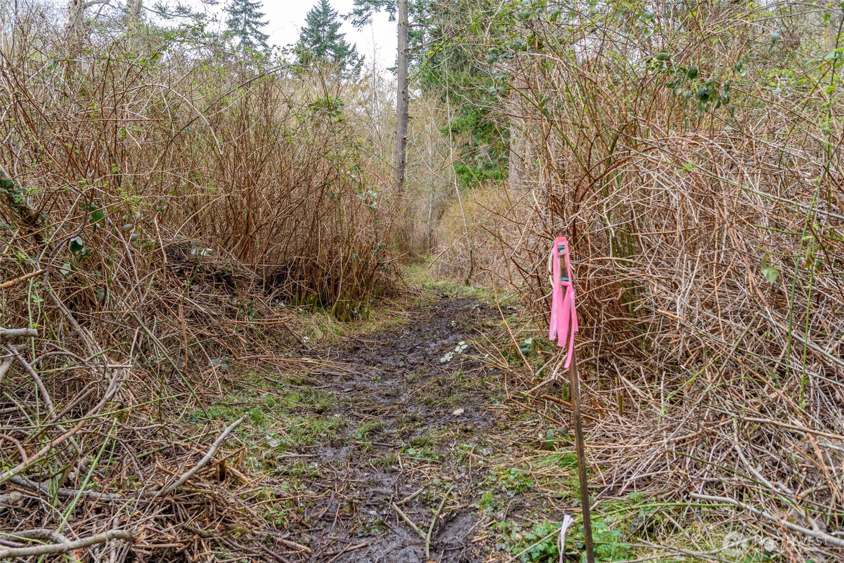 -nhn Polnell Road Oak Harbor, WA 98277 - Photo 14 of 31 a view of a yard
