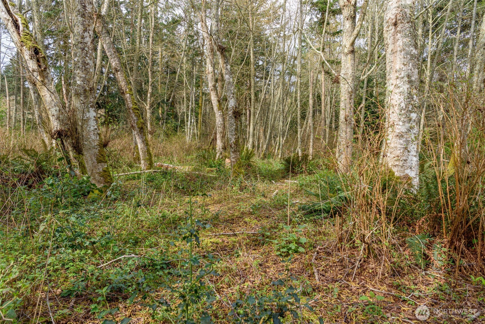 -nhn Polnell Road Oak Harbor, WA 98277 - Photo 17 of 31 a view of backyard with green space