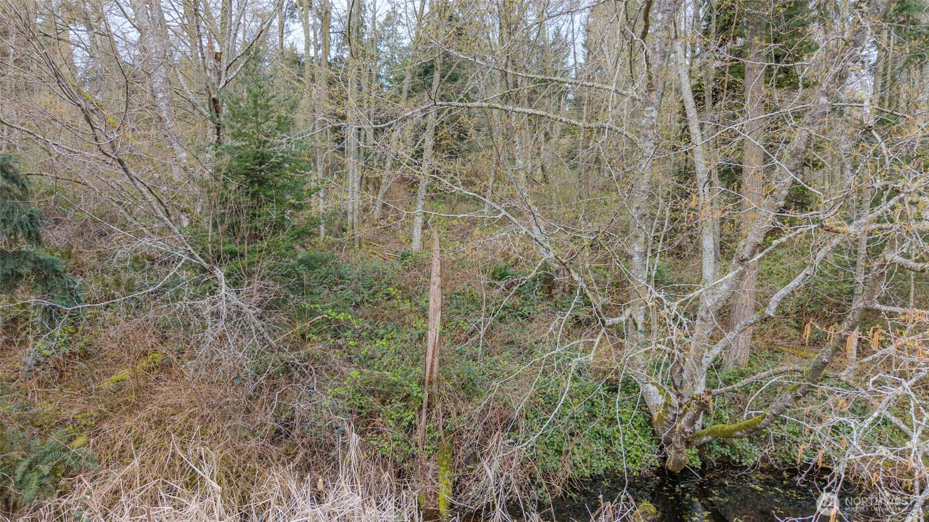 -nhn Polnell Road Oak Harbor, WA 98277 - Photo 19 of 31 a close up of a plant in a of a building