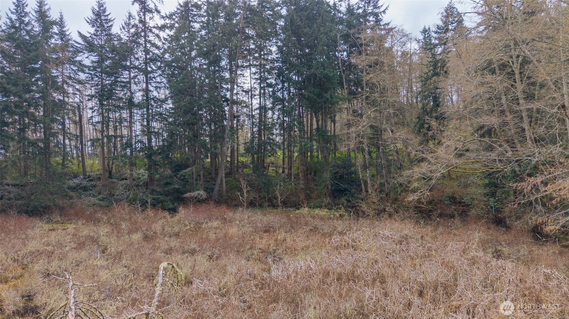 -nhn Polnell Road Oak Harbor, WA 98277 - Photo 21 of 31 a view of forest with trees