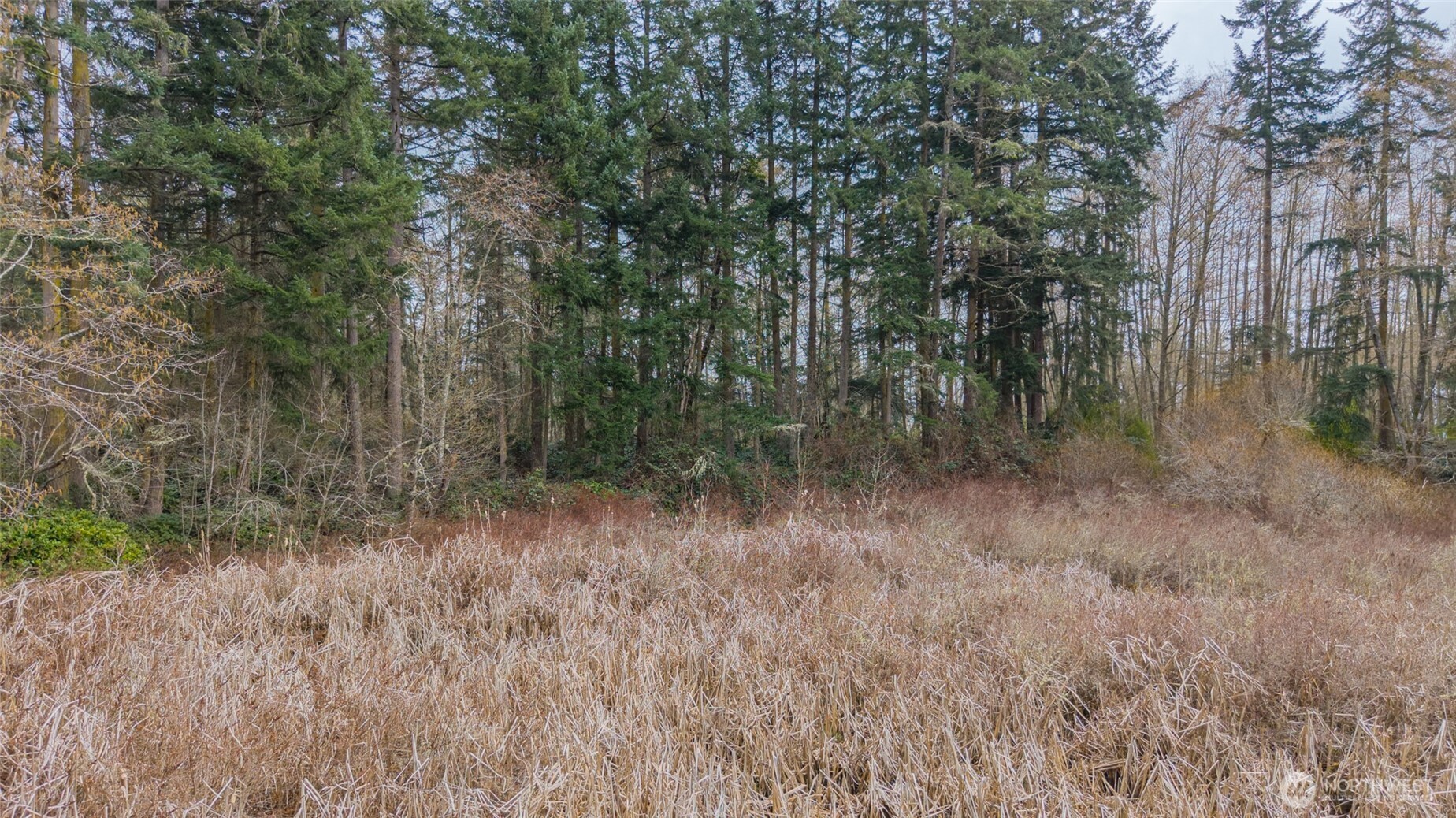 -nhn Polnell Road Oak Harbor, WA 98277 - Photo 22 of 31 a view of a forest with trees in the background