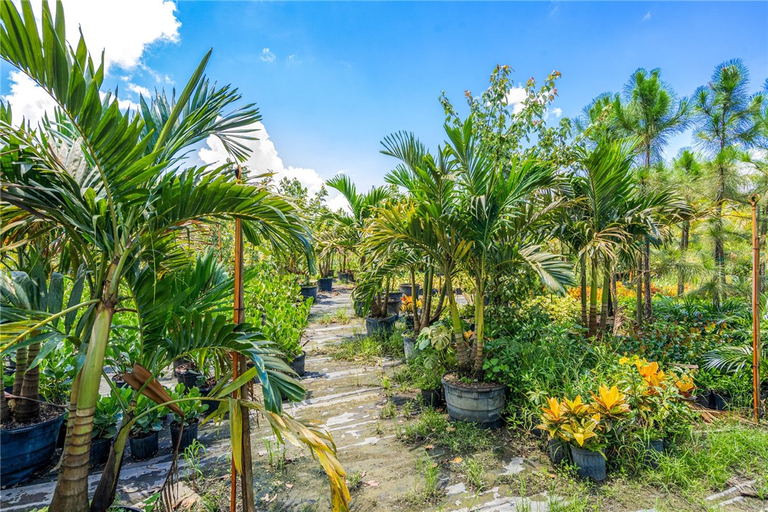 10255 99th Way Sebastian, FL 32958 - Photo 6 of 20 a plant that is in a garden