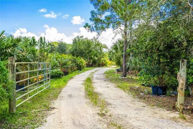 a view of a yard with plants and large trees