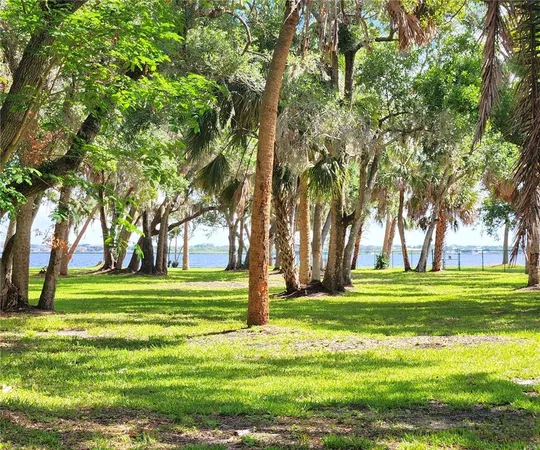 a view of a trees in a park