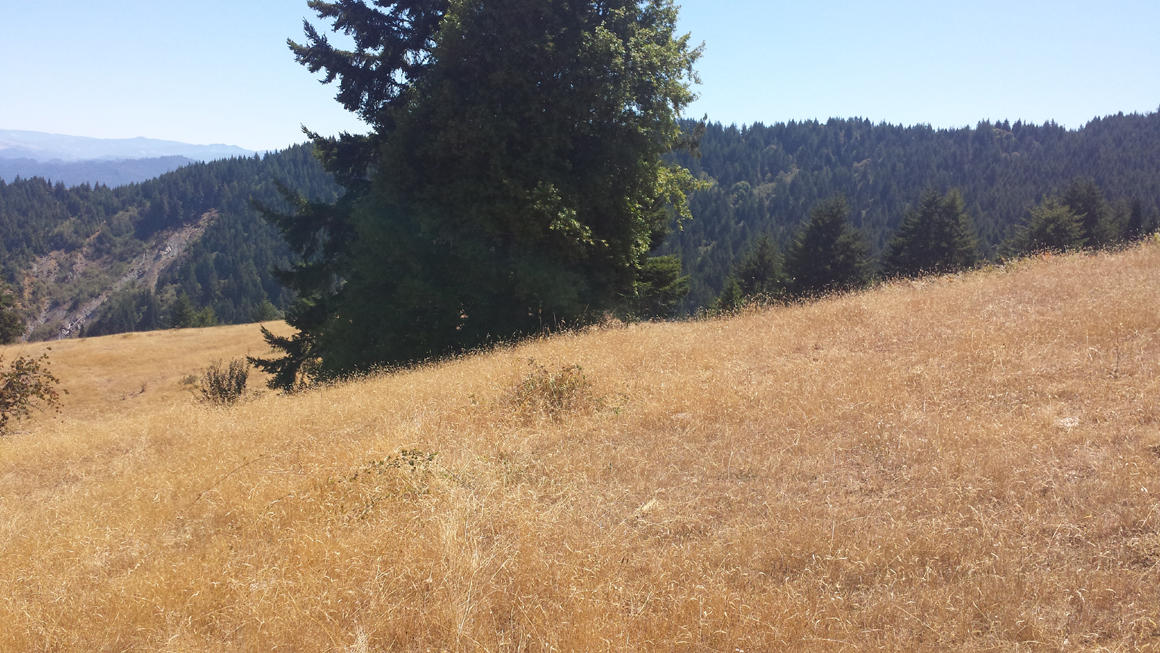 0 Price Creek Road, Unit FIVE Ferndale, CA 95536 - Photo 4 of 6 Tree and hills
