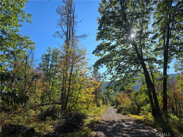 a view of a forest with a tree