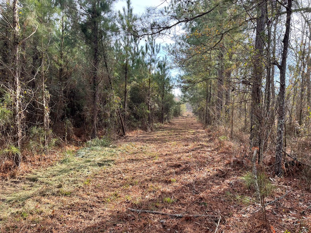 Tbt Douglas Swamp Road Lynchburg, SC 29080 - Photo 11 of 18 Gallery Image 11