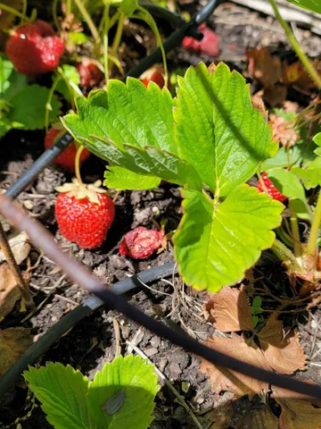 $962,500 | 19856 Ocelot Drive, Grass Valley, CA 95949