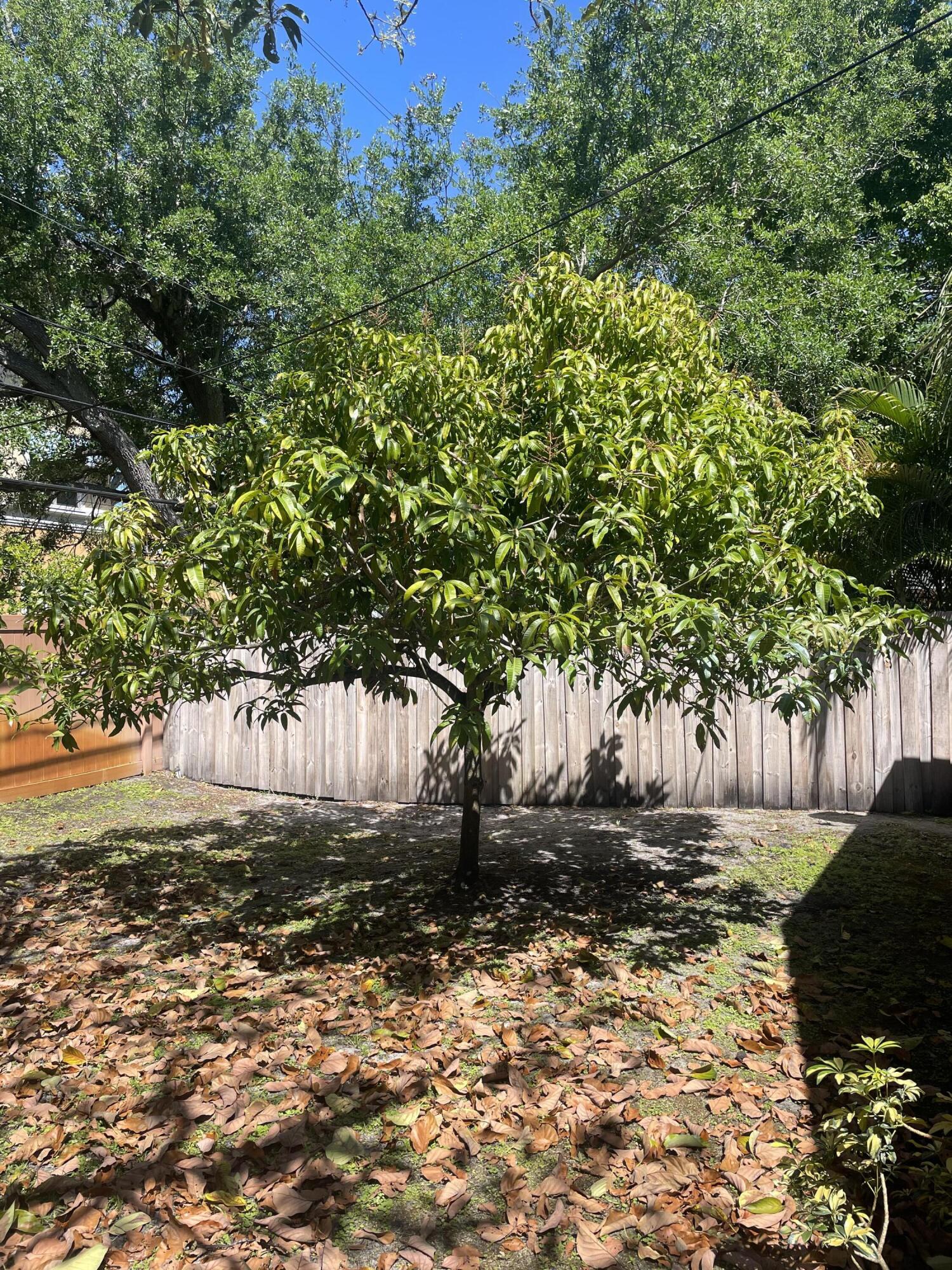 14845 Whatley Road Delray Beach, FL 33445 - Photo 23 of 24 Mango Tree