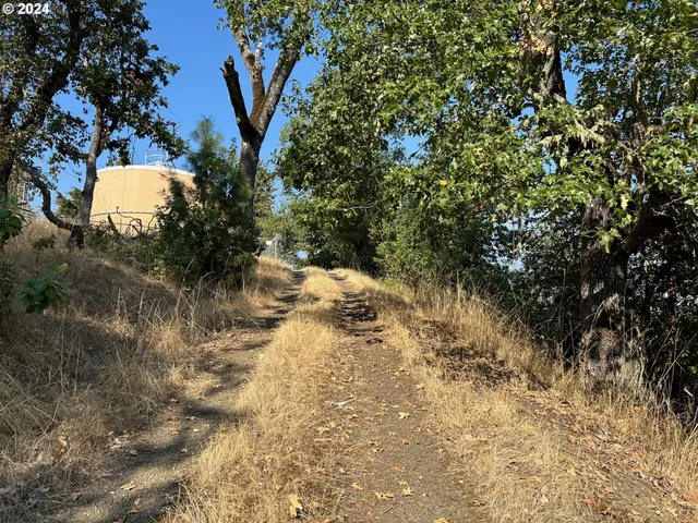 a view of a tree in a yard