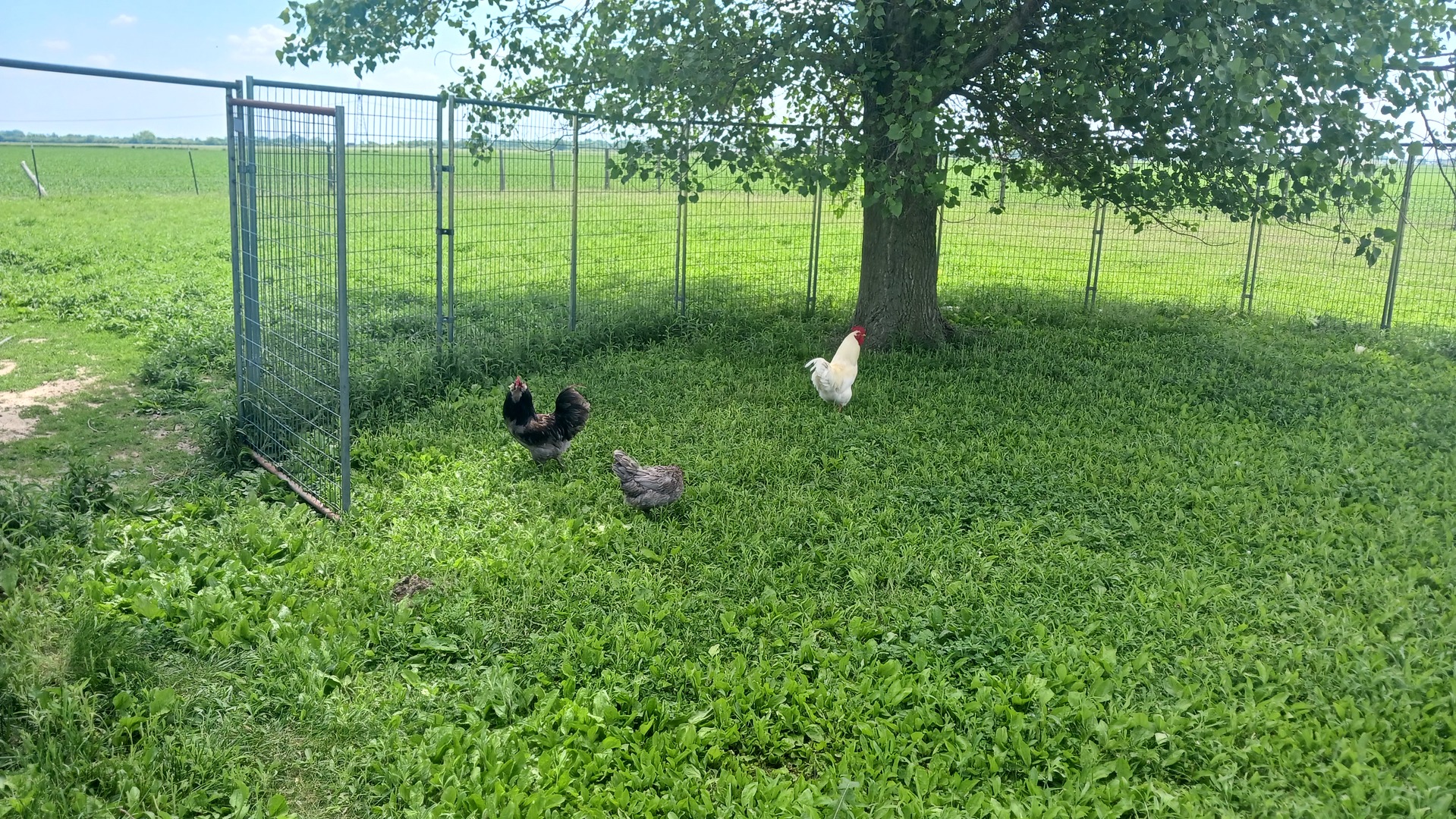 4775 East Grinter Road Gardner, IL 60424 - Photo 8 of 15 a view of a garden