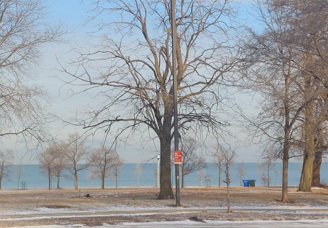 4625 South Michigan Avenue, Unit 2 Chicago, IL 60653 - Photo 21 of 21 a outdoor space with lots of trees