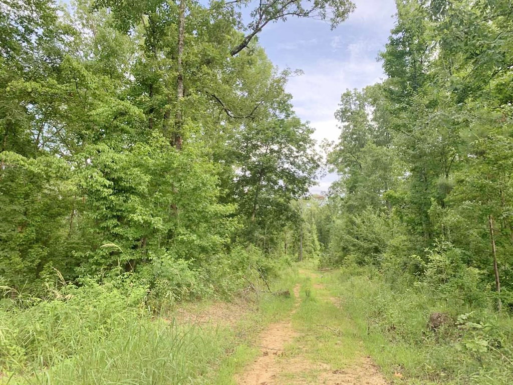 3000 Stonington Road Lorman, MS 39096 - Photo 13 of 38 Photo 13