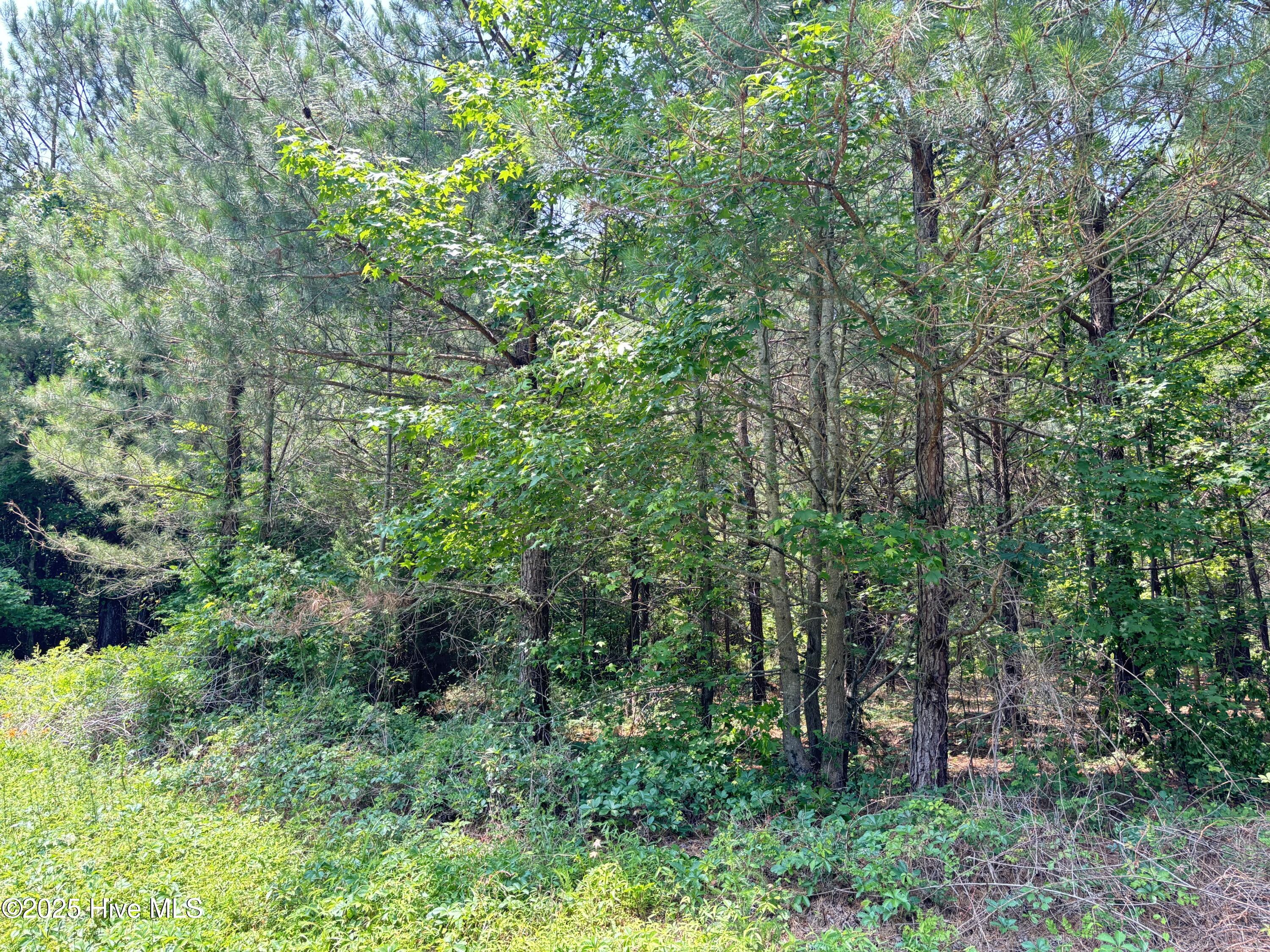 Lot 23 Buckhorn Church Road Como, NC 27818 - Photo 7 of 8 IMG_2831