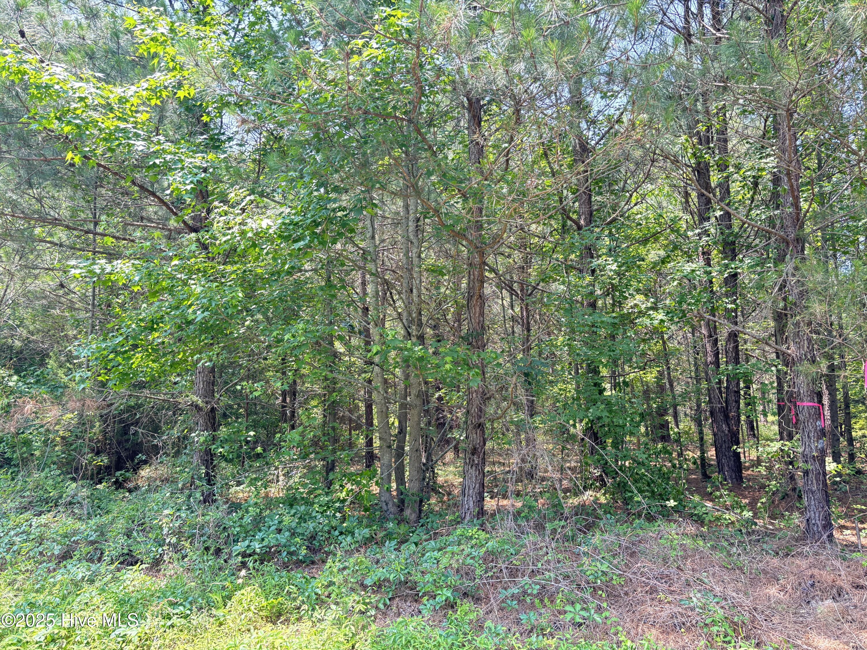 Lot 23 Buckhorn Church Road Como, NC 27818 - Photo 8 of 8 IMG_2832