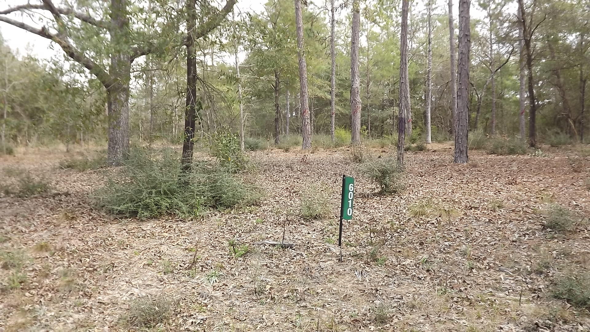 6010 Gagnon Road Crestview, FL 32539 - Photo 1 of 5 a view of a forest with trees in the background