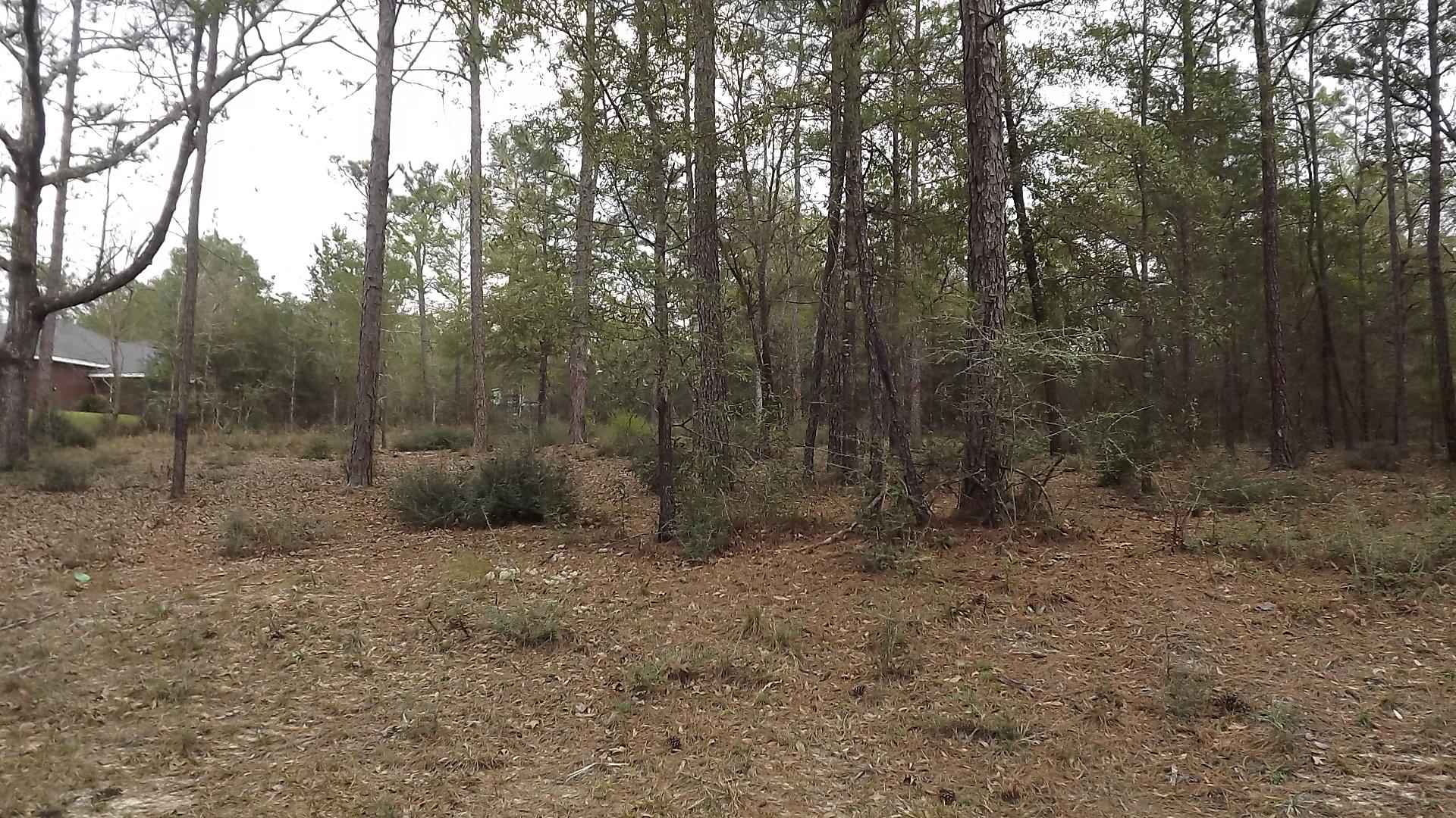 6010 Gagnon Road Crestview, FL 32539 - Photo 2 of 5 a view of a forest with trees in the background