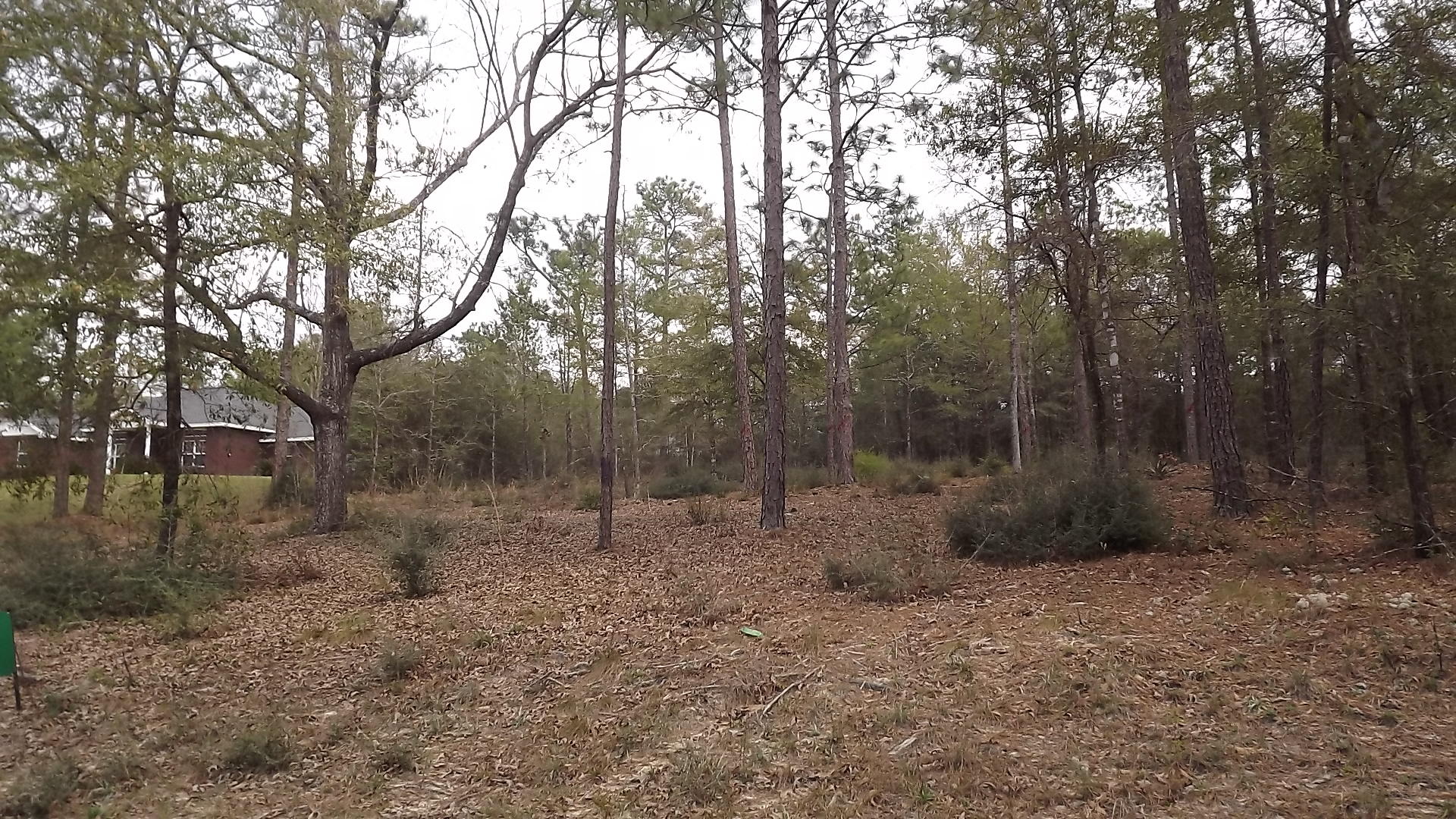 6010 Gagnon Road Crestview, FL 32539 - Photo 4 of 5 a view of a forest with trees in the background
