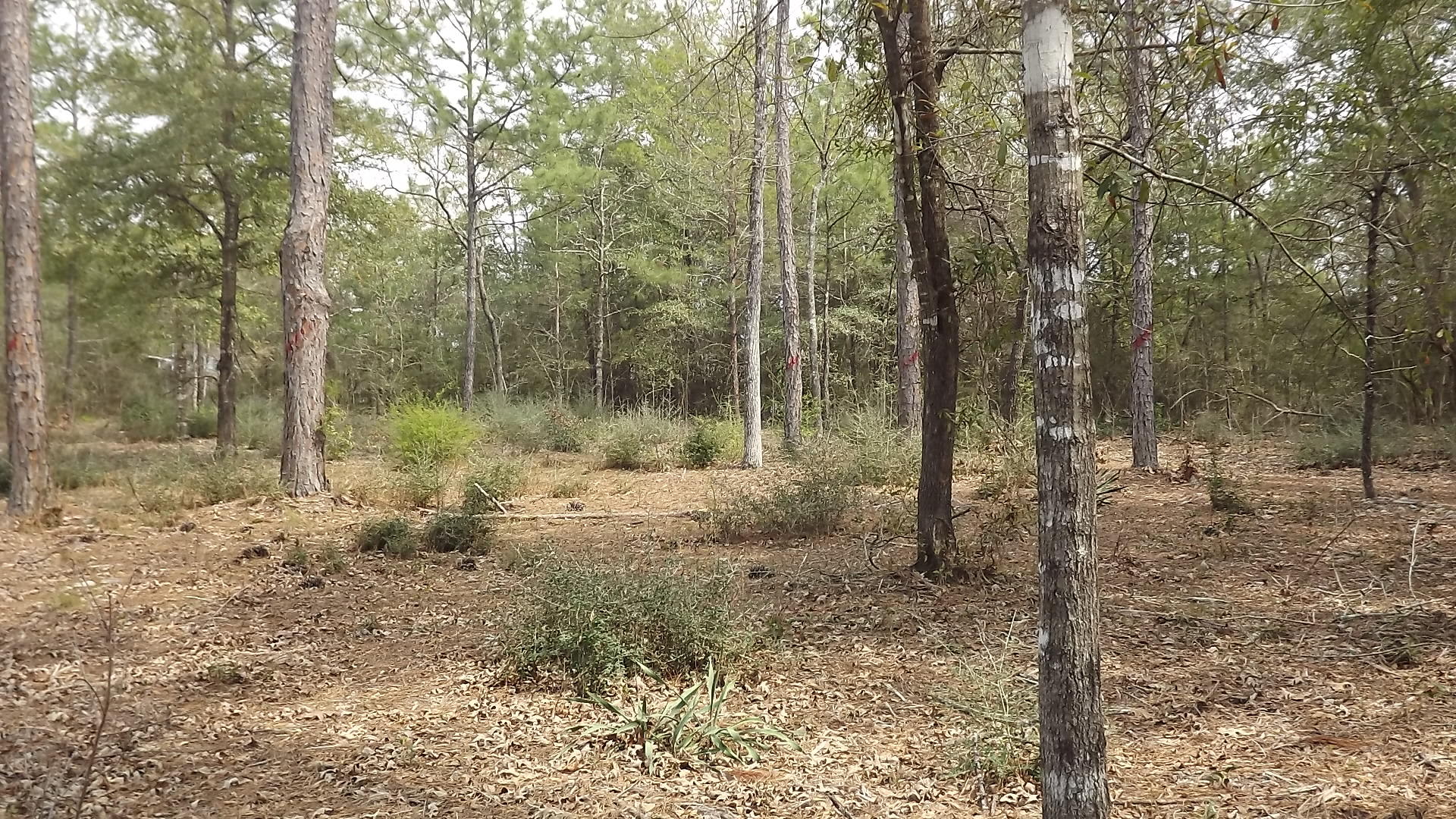 6010 Gagnon Road Crestview, FL 32539 - Photo 5 of 5 a view of a forest filled with trees