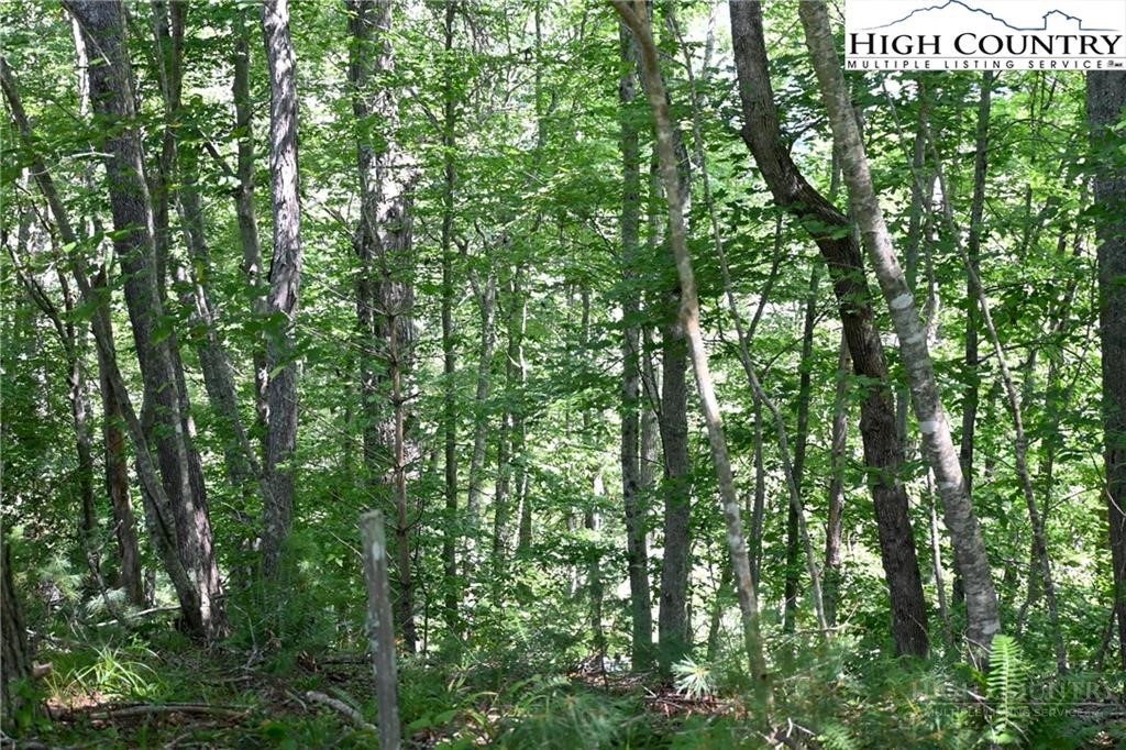 Turkey Ridge South Crumpler, NC 28617 - Photo 7 of 8 Gallery Image 7