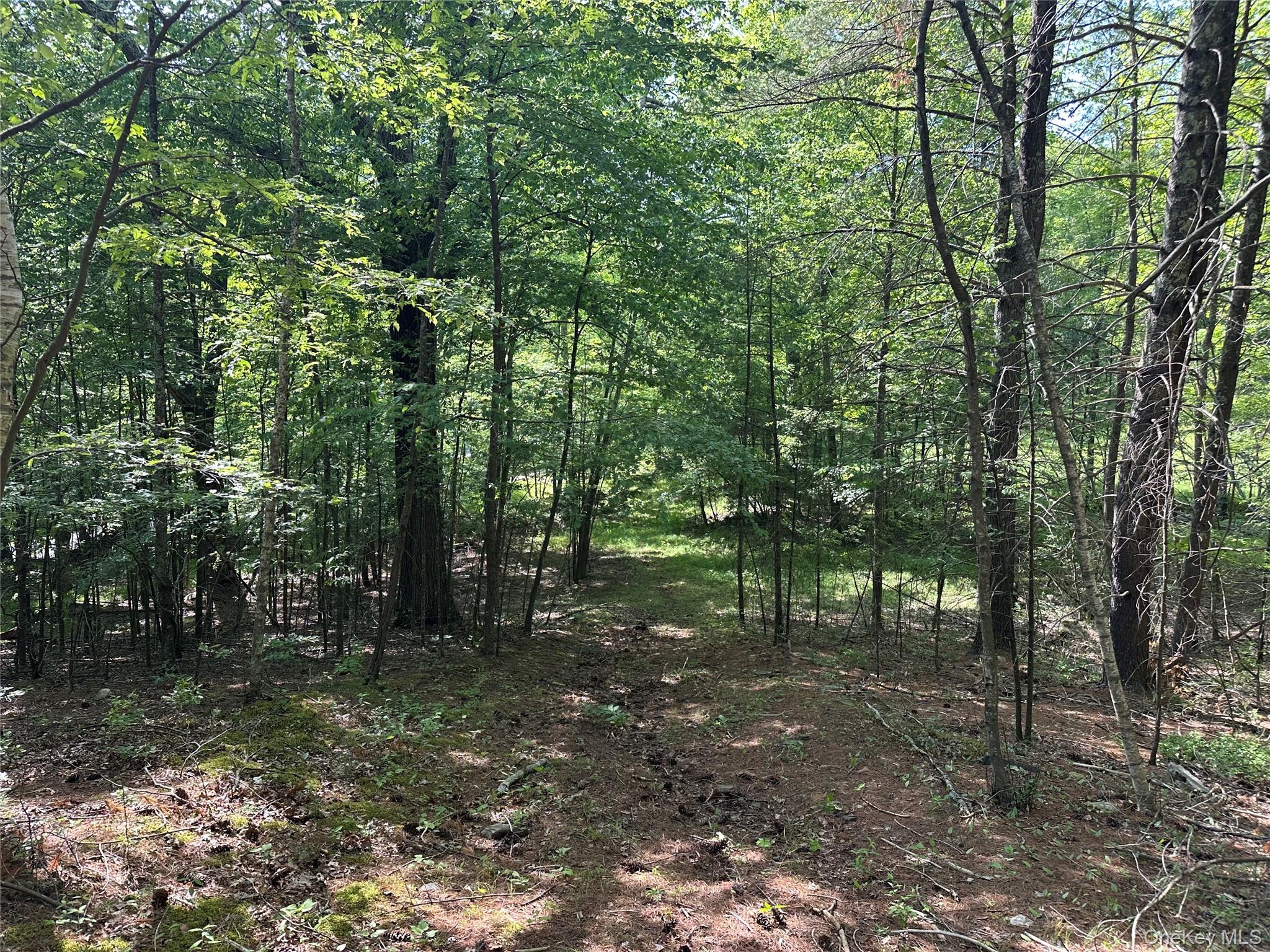 804 Hearts Content Road Cairo, NY 12473 - Photo 27 of 34 a view of outdoor space and trees