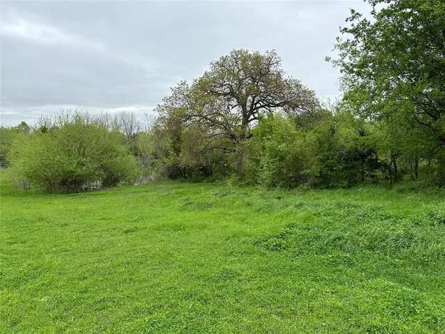 a view of a big yard with plants and large trees