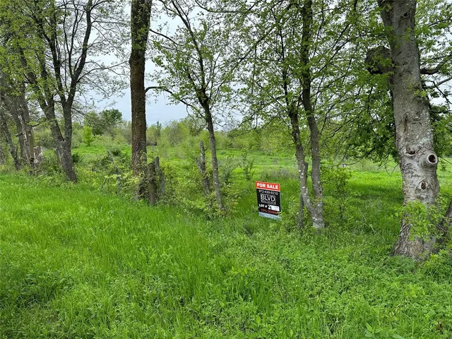 a view of a lush green forest