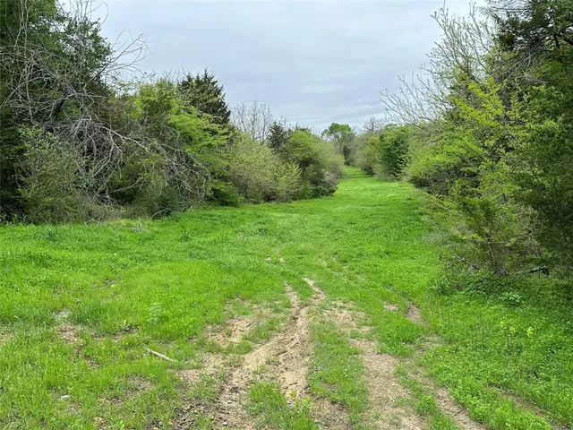 a view of a lush green space
