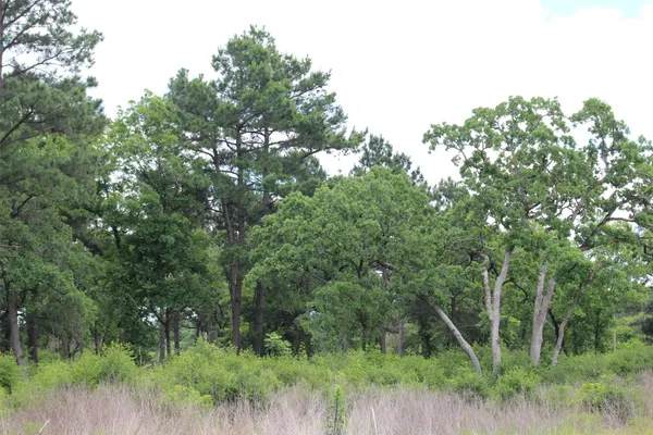 a view of a lush green forest