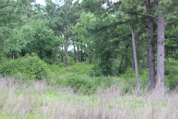 a view of a lush green forest