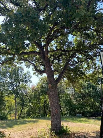 a view of a yard with large trees
