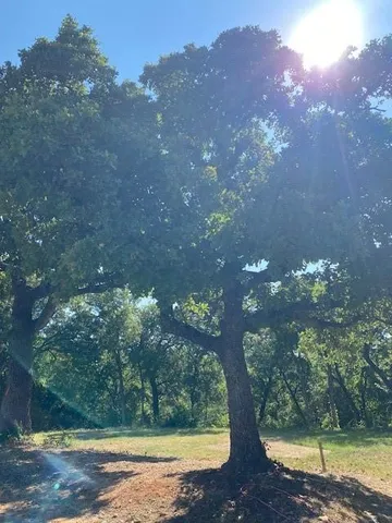 a view of a tree in a yard