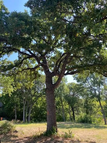 a view of a yard with large tree