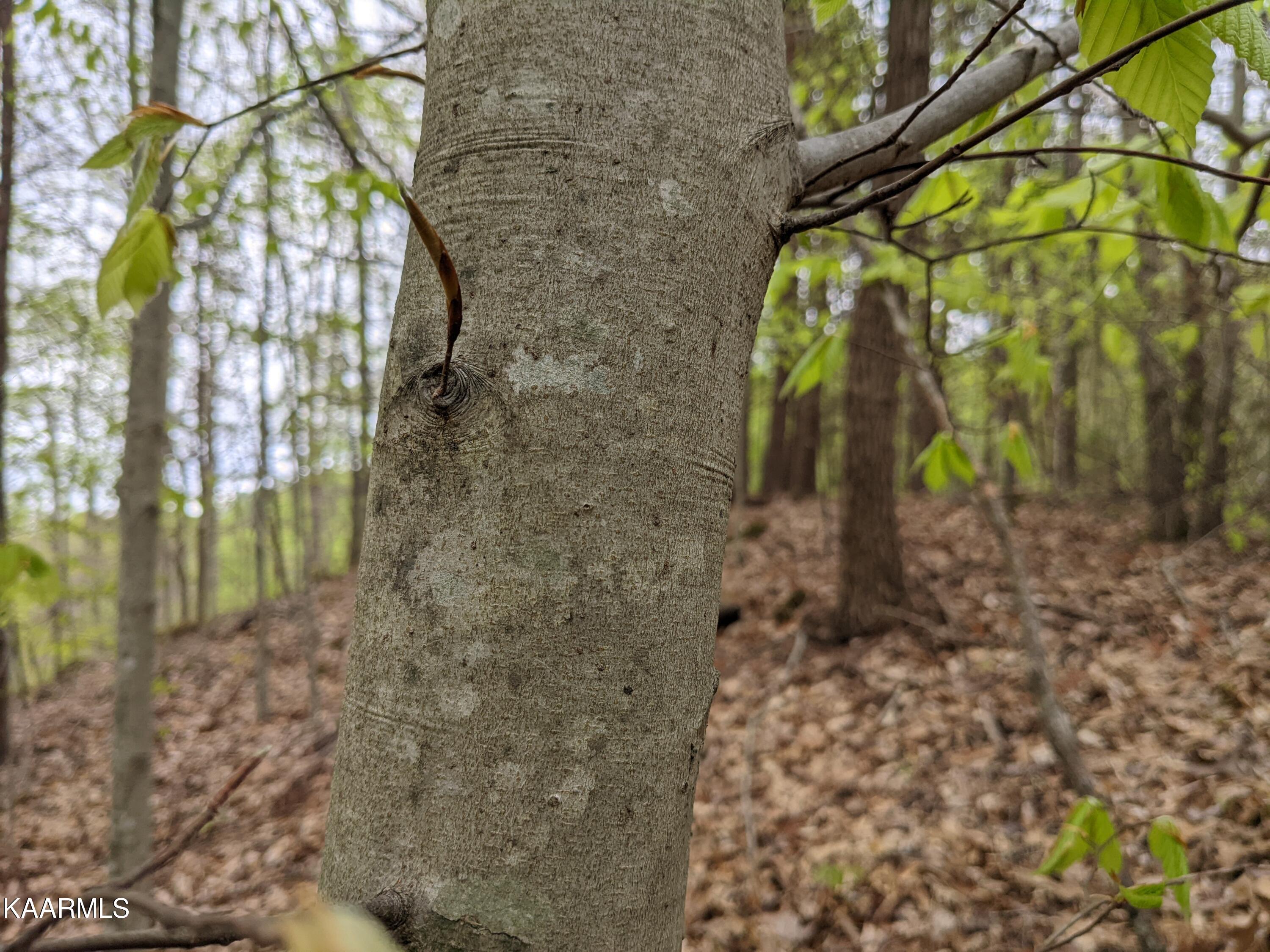 0 Acorn Gap Road Sweetwater, TN 37874 - Photo 12 of 21 PXL_20220418_201919242