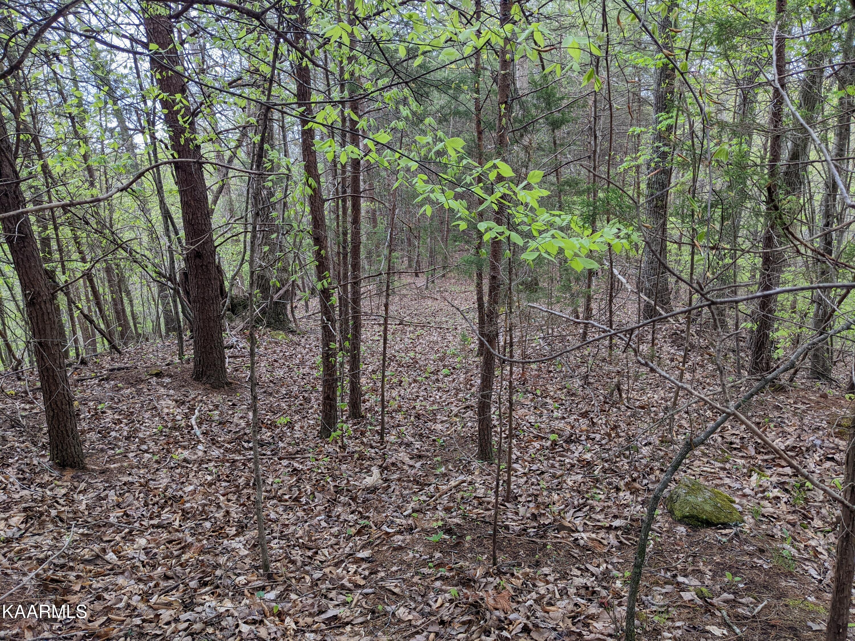 0 Acorn Gap Road Sweetwater, TN 37874 - Photo 13 of 21 PXL_20220418_202043529