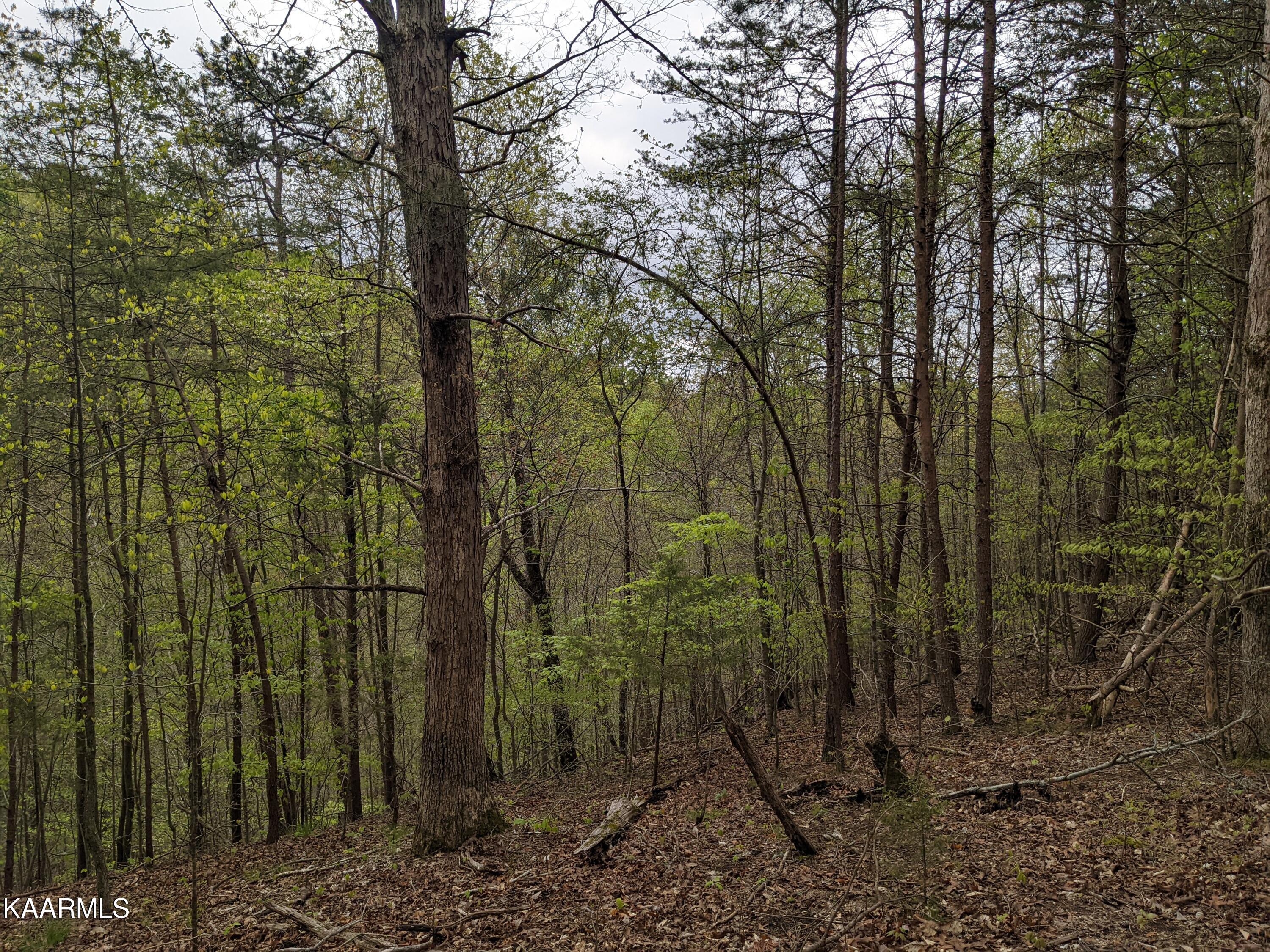 0 Acorn Gap Road Sweetwater, TN 37874 - Photo 14 of 21 PXL_20220418_202140838