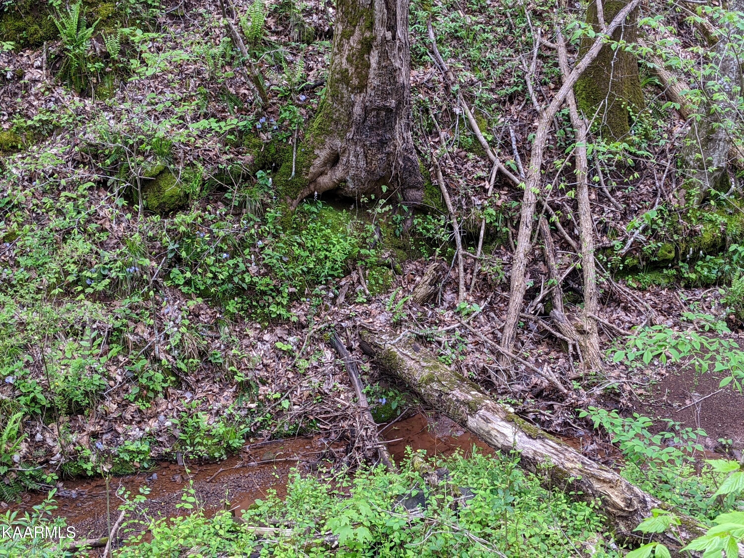 0 Acorn Gap Road Sweetwater, TN 37874 - Photo 16 of 21 PXL_20220418_203826461