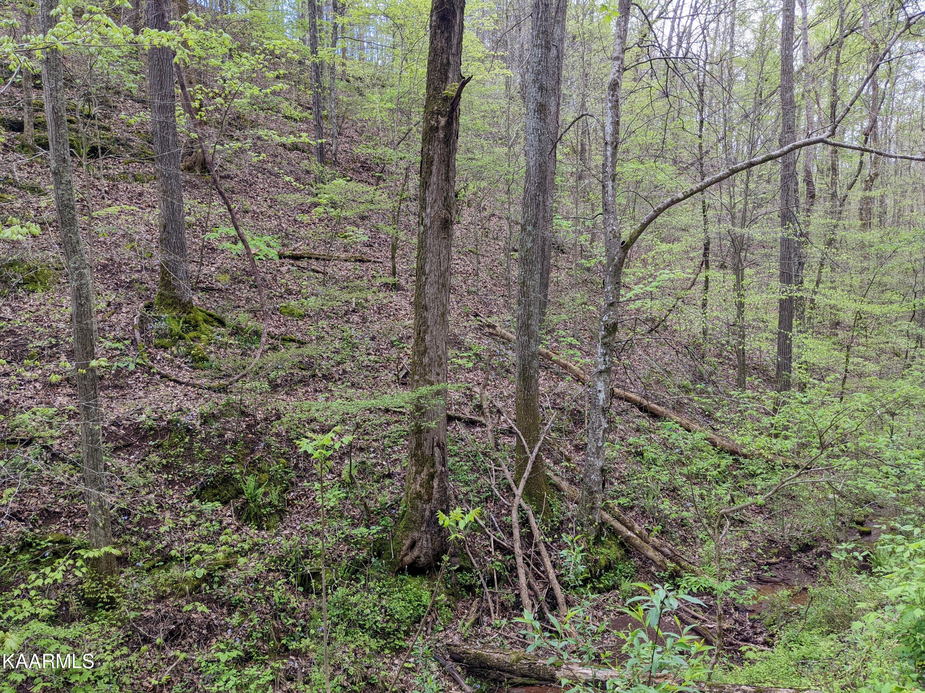 0 Acorn Gap Road Sweetwater, TN 37874 - Photo 5 of 21 PXL_20220418_195808288