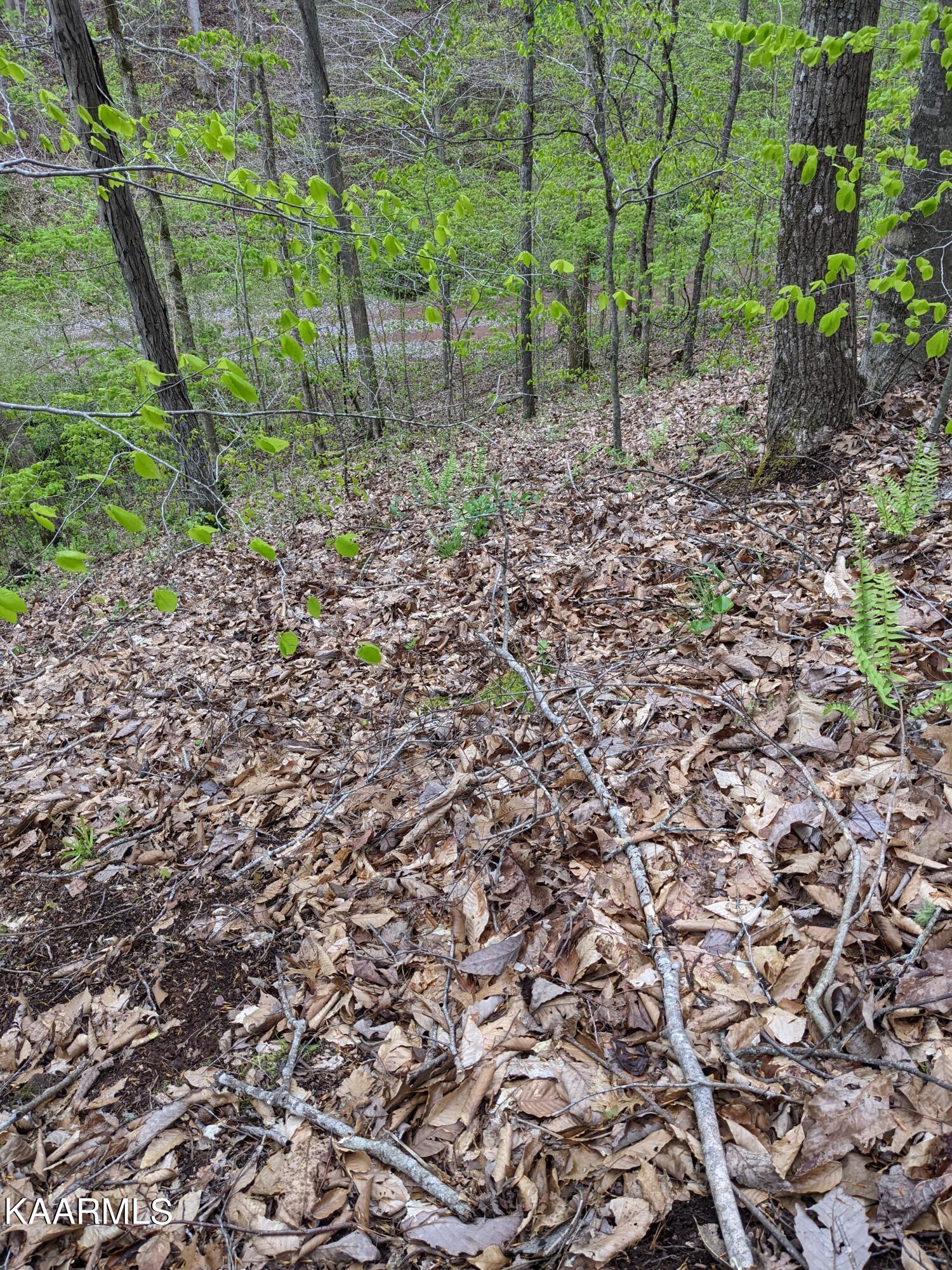 0 Acorn Gap Road Sweetwater, TN 37874 - Photo 7 of 21 PXL_20220418_200514768