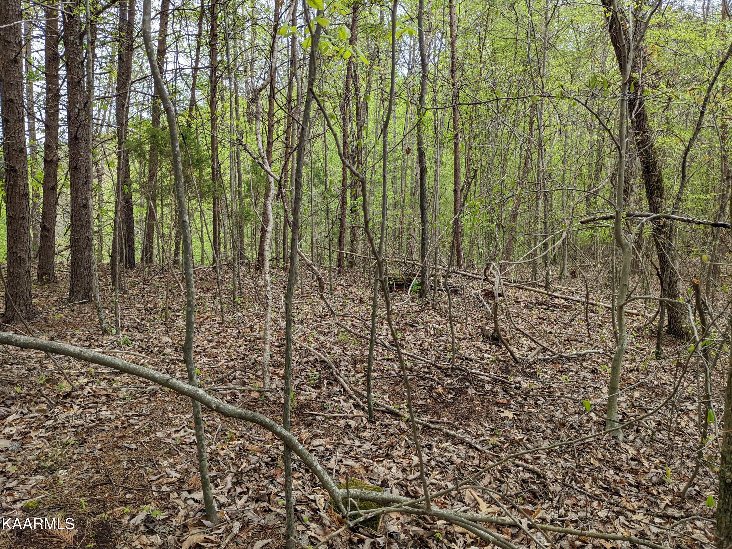 0 Acorn Gap Road Sweetwater, TN 37874 - Photo 8 of 21 PXL_20220418_201129799