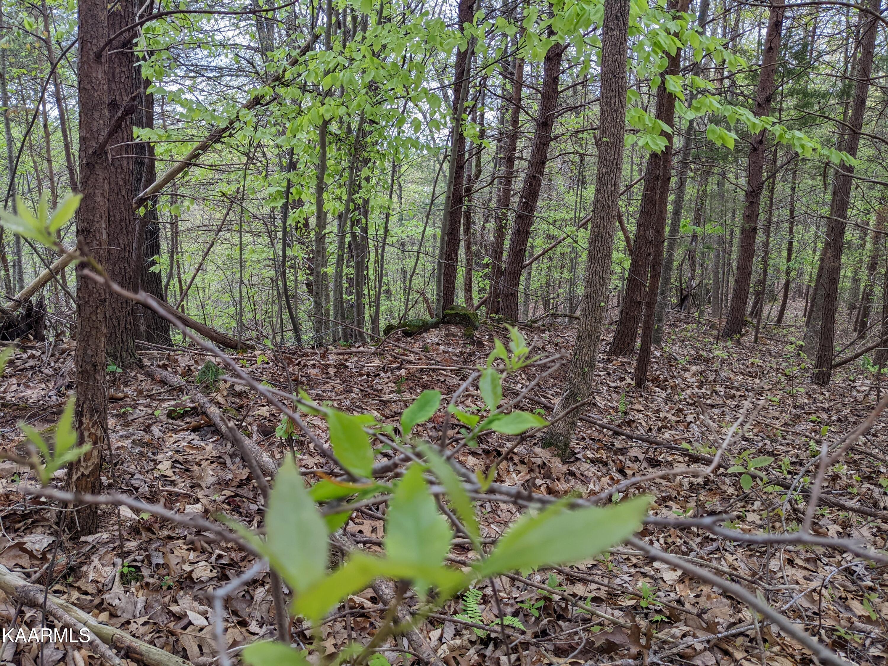 0 Acorn Gap Road Sweetwater, TN 37874 - Photo 10 of 21 PXL_20220418_201805004