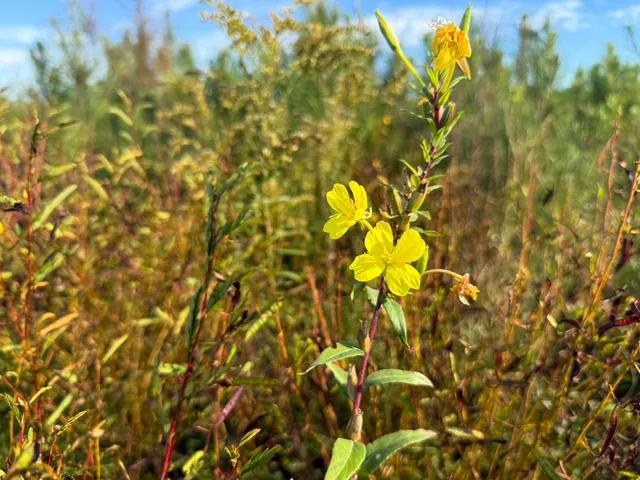 $60,000 | 0 Spanish Drive, Unit C, Bowman, SC 29018