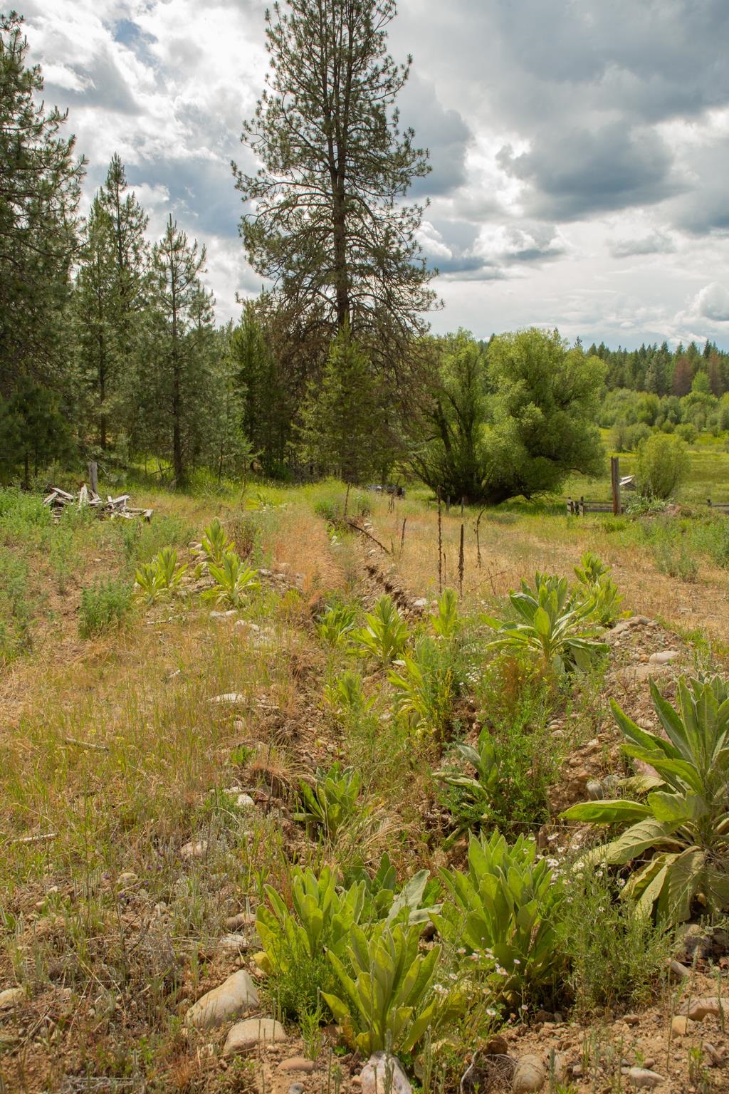 4110 Cemetery Road Springdale, WA 99173 - Photo 11 of 42