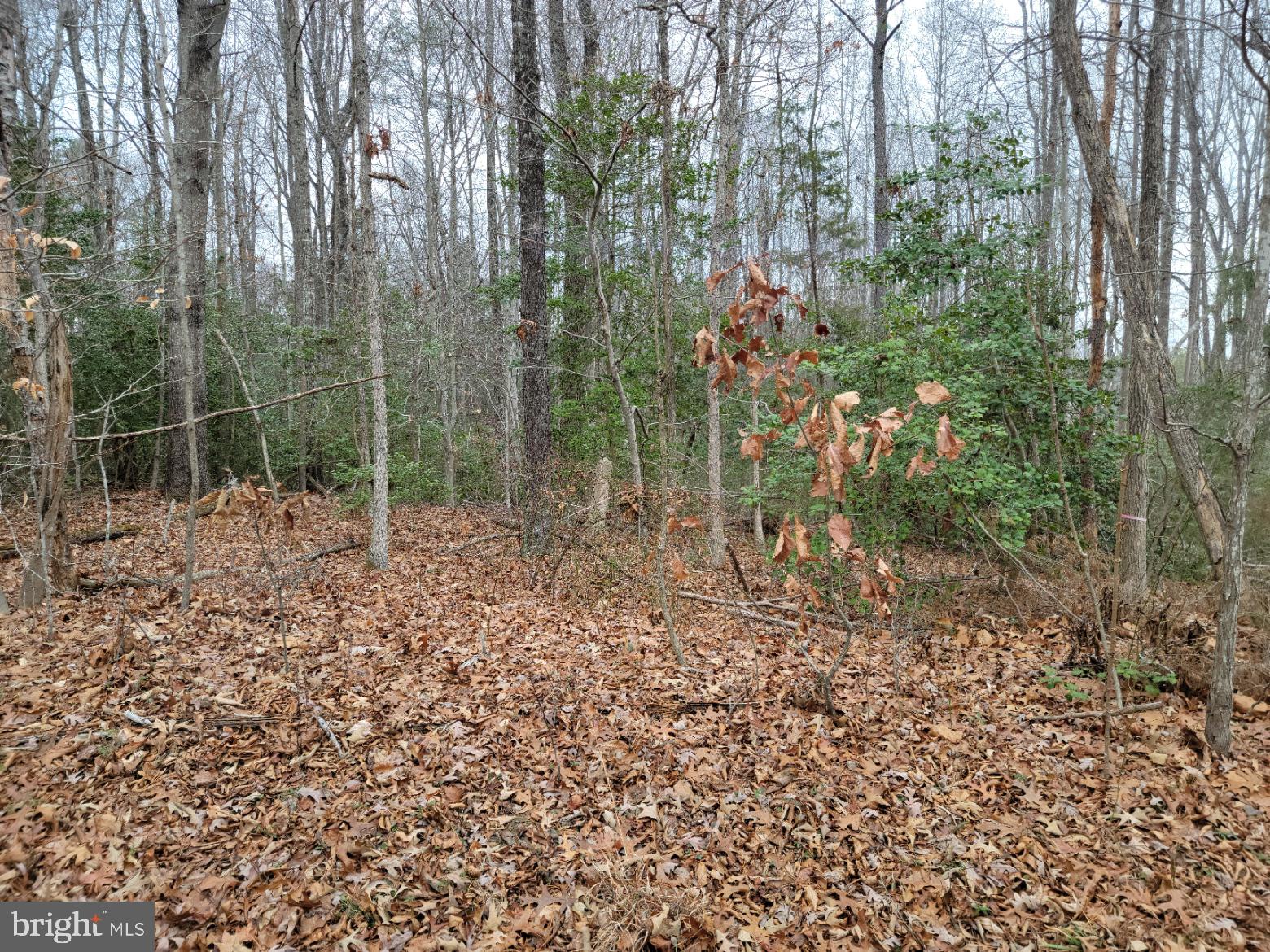 Flat Iron Road Montross, VA 22520 - Photo 4 of 5 a view of a forest with trees