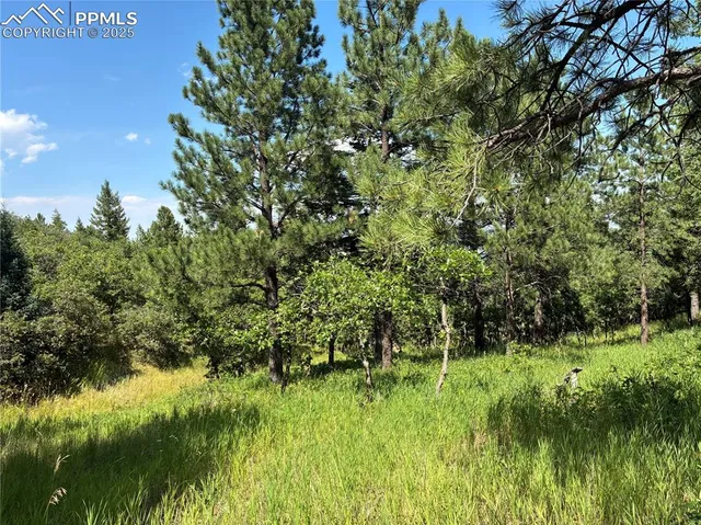 a view of a lush green space