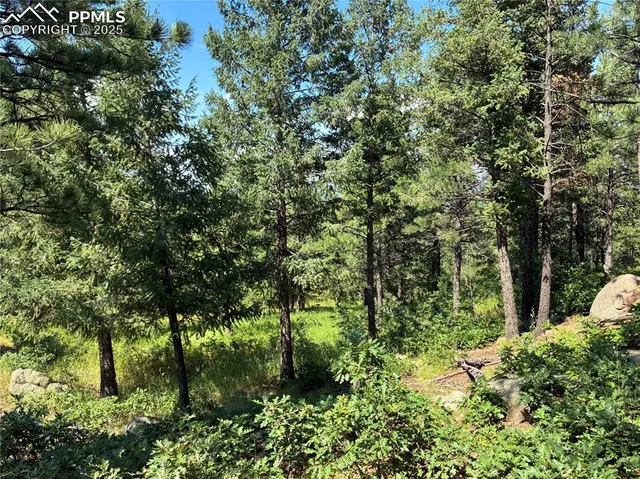 a view of a forest with trees
