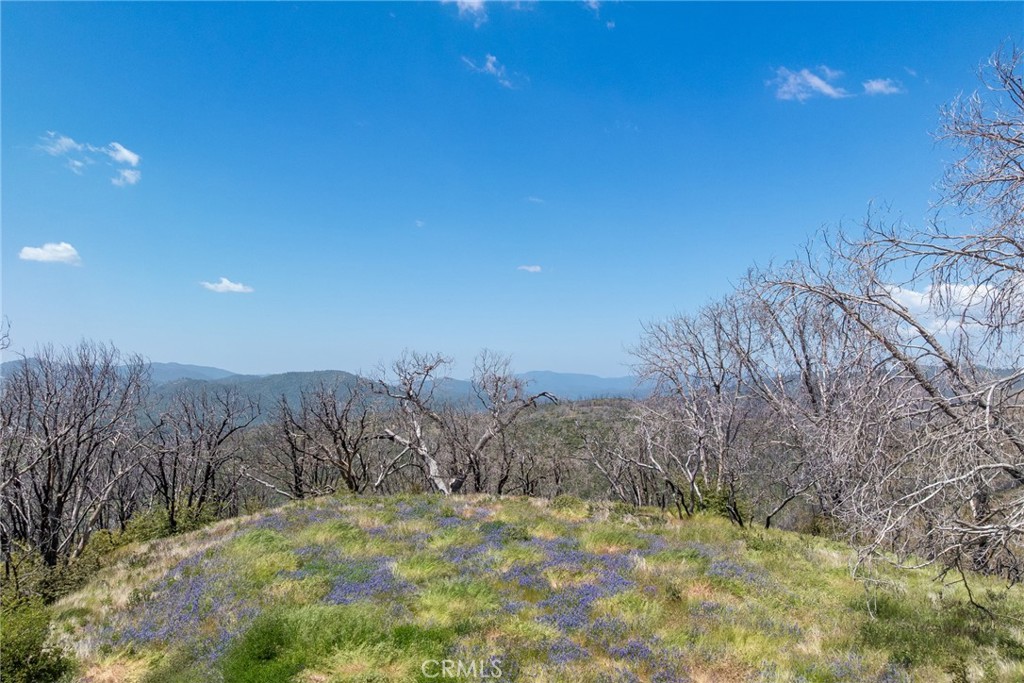 39 Buckingham Mountain Road Mariposa, CA 95338 - Photo 1 of 74 a view of a dry yard with trees in the background